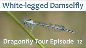 Attēlu rezultāti vaicājumam “Platycnemis pennipes”