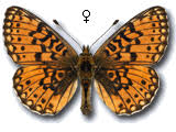 Attēlu rezultāti vaicājumam “Clossiana selene upperside”