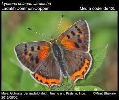 Attēlu rezultāti vaicājumam “Lycaena phlaeas”