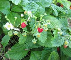 Attēlu rezultāti vaicājumam “Fragaria moschata”