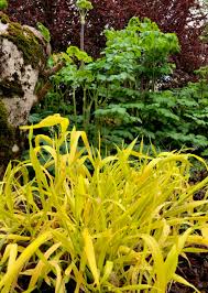 Attēlu rezultāti vaicājumam “Milium effusum flower”