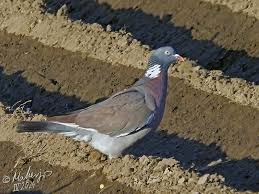Attēlu rezultāti vaicājumam “Columba palumbus adult”