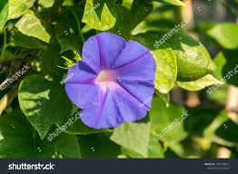Attēlu rezultāti vaicājumam “Calystegia sepium fruit”
