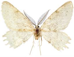 Attēlu rezultāti vaicājumam “Lepidoptera”