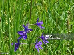 Attēlu rezultāti vaicājumam “Consolida regalis flower”