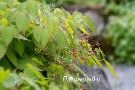 Attēlu rezultāti vaicājumam “Epimedium alpinum”