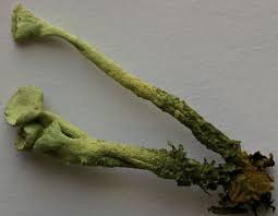 Attēlu rezultāti vaicājumam “Cladonia deformis”