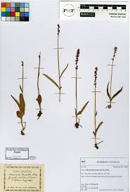 Attēlu rezultāti vaicājumam “Herminium monorchis fruit”