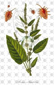 Attēlu rezultāti vaicājumam “Rumex obtusifolius fruit”