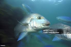 Image result for Pagrus auratus