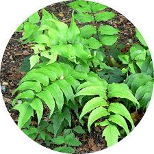 Attēlu rezultāti vaicājumam “Arenaria procera leaf”