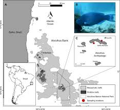 Image result for Scarus trispinosus