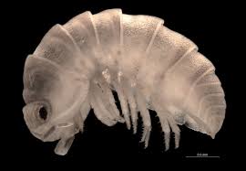 Attēlu rezultāti vaicājumam “Oniscoidea”