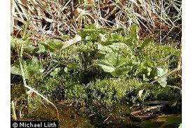 Attēlu rezultāti vaicājumam “Calliergon cordifolium”