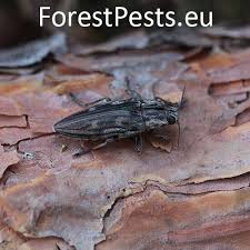 Attēlu rezultāti vaicājumam “Chalcophora mariana”