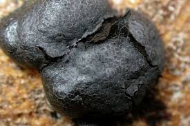 Attēlu rezultāti vaicājumam “Amaurochaete atra”