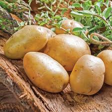 Attēlu rezultāti vaicājumam “Solanum tuberosum”