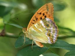 Attēlu rezultāti vaicājumam “Argynnis paphia underside”