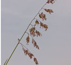 Attēlu rezultāti vaicājumam “Hierochloe odorata flower”