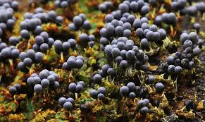 Attēlu rezultāti vaicājumam “Badhamia melanospora macro”