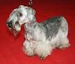 Cesky Terrier - Wikipedia, the free encyclopedia