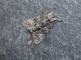 Attēlu rezultāti vaicājumam “Acronicta megacephala”