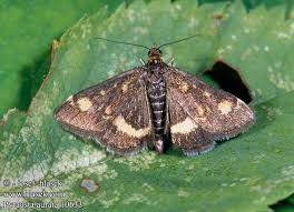 Attēlu rezultāti vaicājumam “Pyrausta aurata”