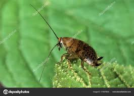 Attēlu rezultāti vaicājumam “Ectobius sylvestris female”