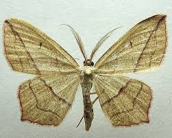 Attēlu rezultāti vaicājumam “Timandra comae”