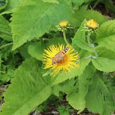 Attēlu rezultāti vaicājumam “Telekia speciosa flower”