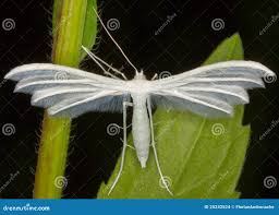 Attēlu rezultāti vaicājumam “Pterophorus pentadactyla”