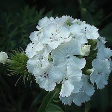 Image result for Dianthus barbatus