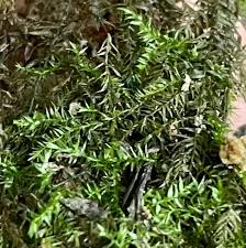 Attēlu rezultāti vaicājumam “Hygroamblystegium humile”