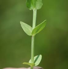 Attēlu rezultāti vaicājumam “Anagallis arvensis leaf”
