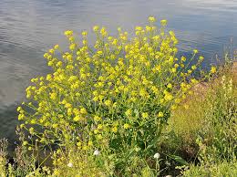 Attēlu rezultāti vaicājumam “Bunias orientalis flower”