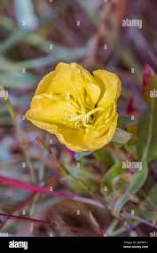 Attēlu rezultāti vaicājumam “Oenothera biennis flower”