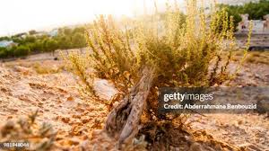 Attēlu rezultāti vaicājumam “Artemisia campestris”