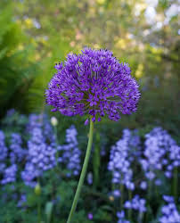Attēlu rezultāti vaicājumam “Allium holandicum leaf”