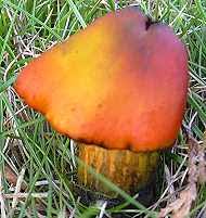 Attēlu rezultāti vaicājumam “Hygrocybe pseudoconica”