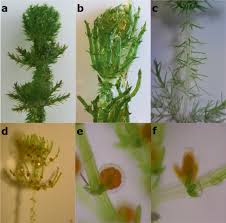 Attēlu rezultāti vaicājumam “Chara intermedia male”