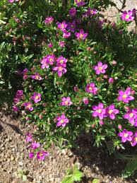 Attēlu rezultāti vaicājumam “Centaurium littorale flower”