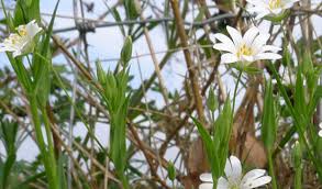 Attēlu rezultāti vaicājumam “Stellaria holostea flower”