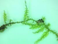 Attēlu rezultāti vaicājumam “Oxyrrhynchium hians var. rigidum macro”