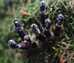 Attēlu rezultāti vaicājumam “Holwaya mucida”