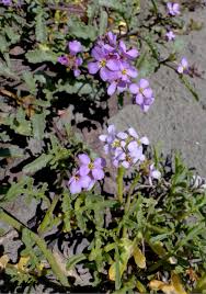 Attēlu rezultāti vaicājumam “Cakile maritima subsp. baltica flower”