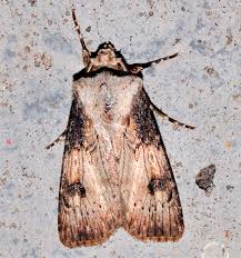 Attēlu rezultāti vaicājumam “Axylia putris”