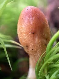 Attēlu rezultāti vaicājumam “Podostroma leucopus”