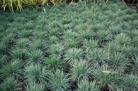 Attēlu rezultāti vaicājumam “Koeleria glauca”