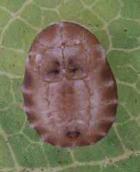 Attēlu rezultāti vaicājumam “Aleurochiton aceris nymph”