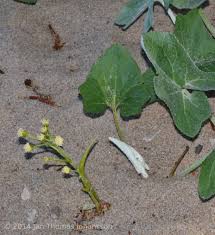 Attēlu rezultāti vaicājumam “Petasites spurius”